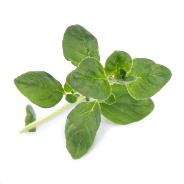 Lingot Oregano - BIO1