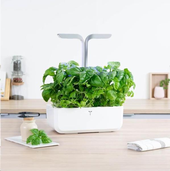 Véritable Lingot Bazalka mamutí2