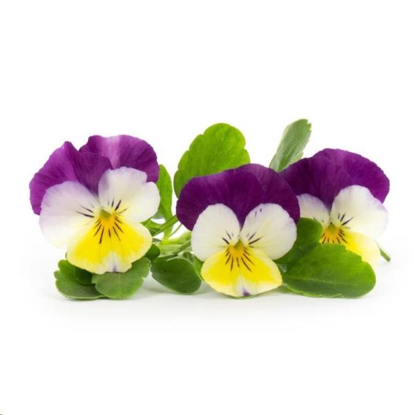 BAZAR - Véritable Lingot Maceška - BIO - Poškozený obal (Komplet)0