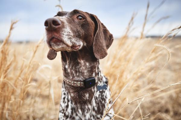 LAMAX GPS Locator with Collar 