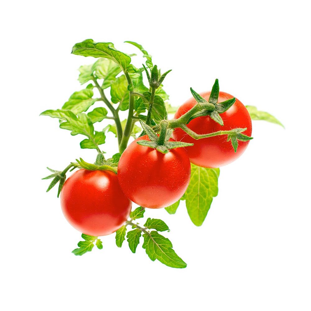 Smart Garden Mini rajčiny